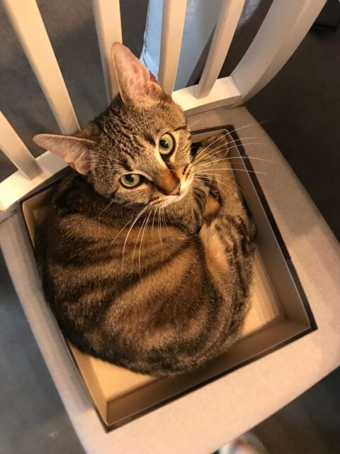 Ath&eacute;na 190 59000 Lille