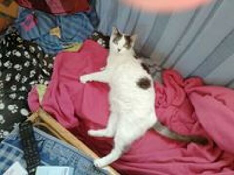   PERDU CHATTE GRISE ET BLANCHE 
