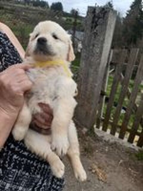  Chiots golden retreiver  