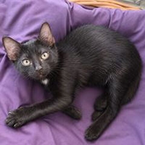   Loulou - chaton 