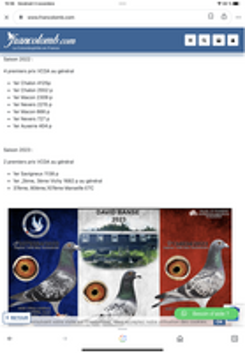   Pigeons voyageurs 