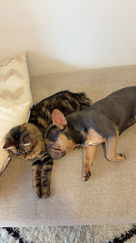 Bouledogue Fran&ccedil;ais Lilas et Tan 0 34000 Montpellier