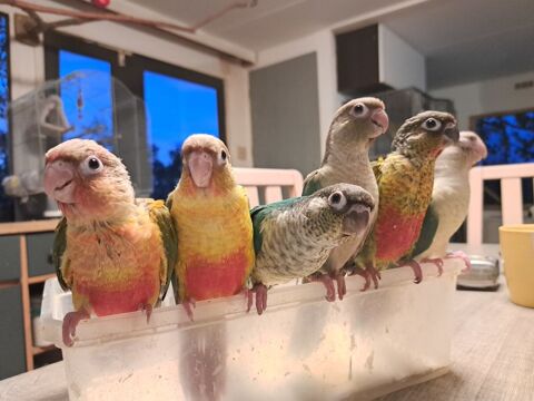 Conure molinae eam 0 66480 Maureillas-las-illas