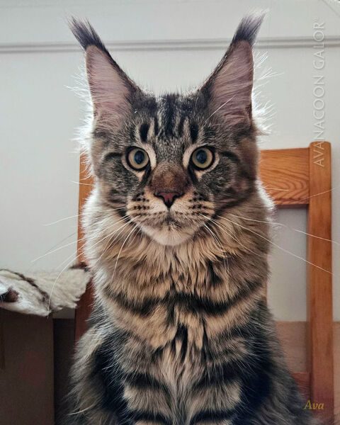 Chatons Maine Coon LOOF lignée des champions 1500 86100 Chtellerault