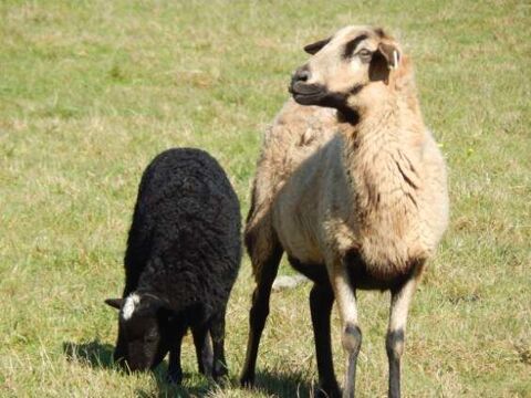 Mouton brebis 130 79290 Cersay