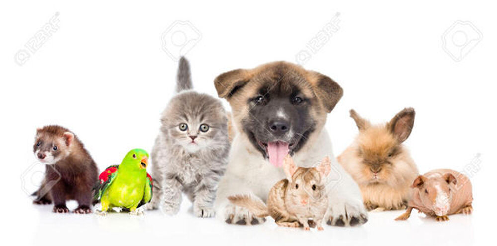   Garde animaux: chien, chat, rongeur,oiseau, tortue. 