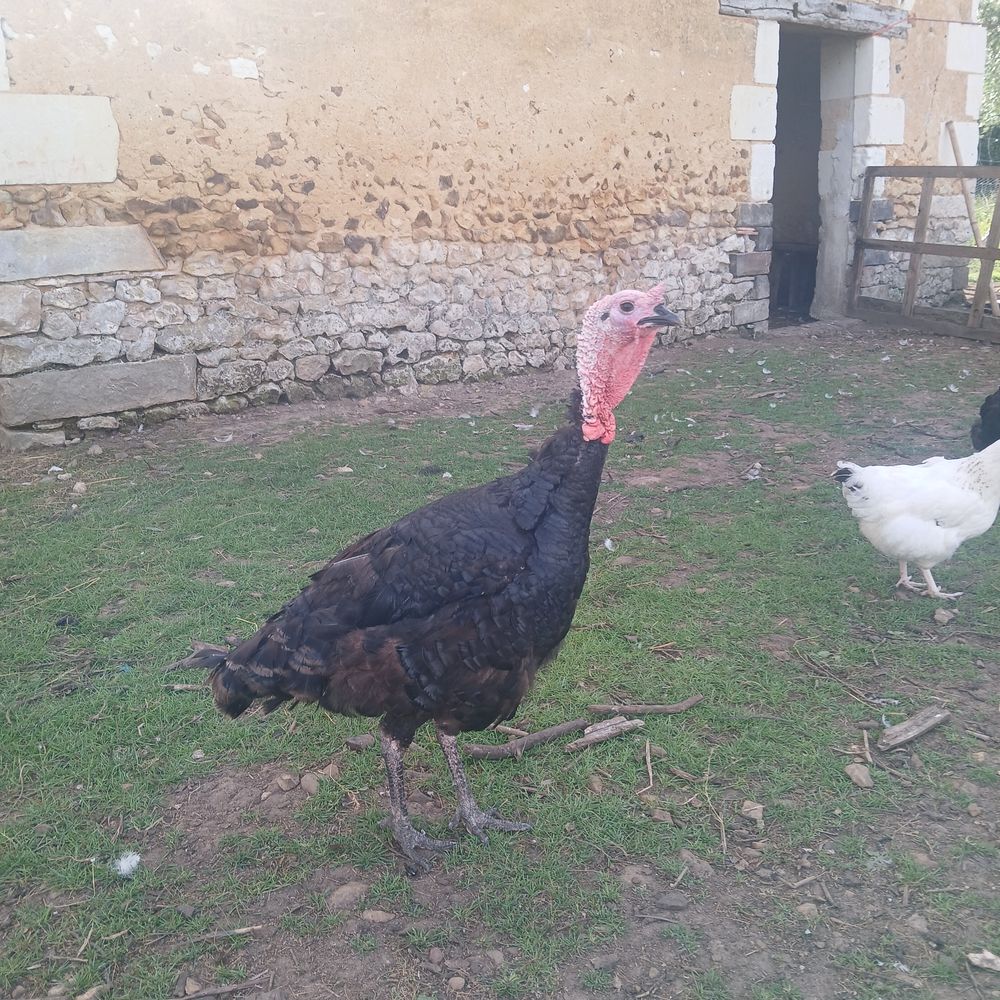   Dindon 