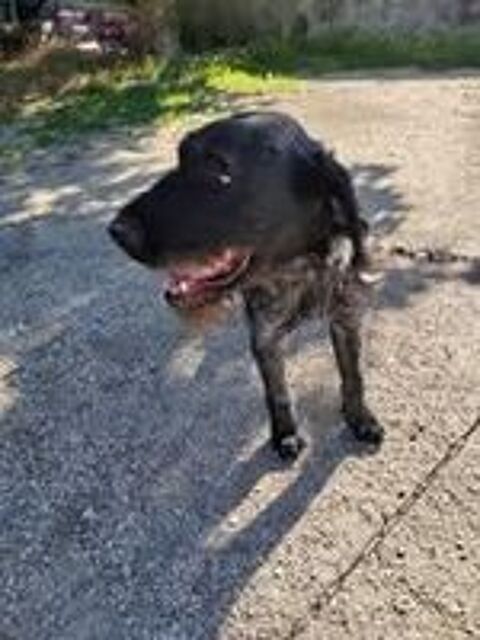   Chien PATOU à l adoption 