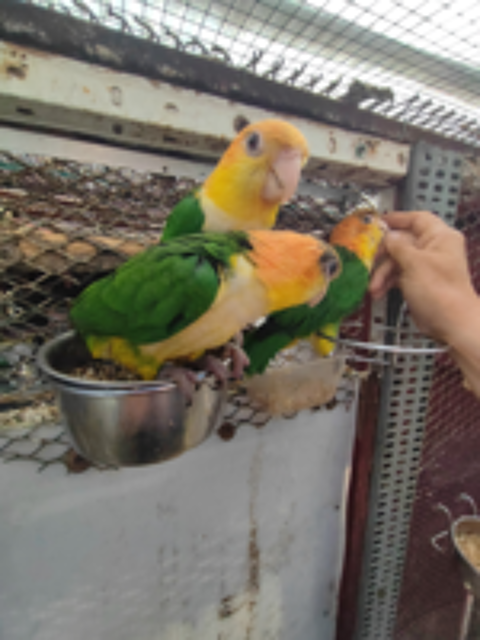   Petit perroquet ca�ques  