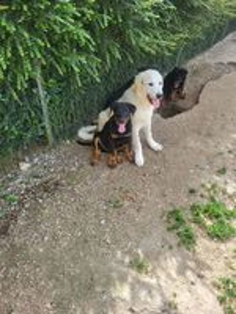   Chiots montagne des Pyrénées  