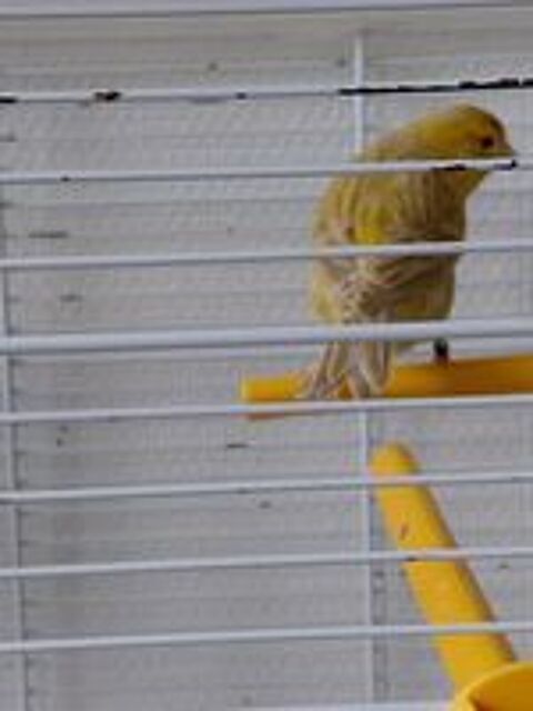   Couples reproducteur de canaris Agathe satiné  