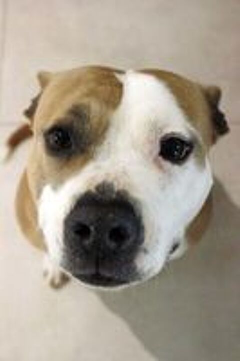   AZIA, magnifique chienne crois�e Dogue � l'adoption 