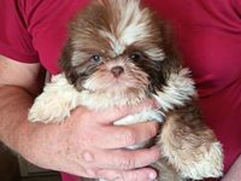   Shih tzu à réserver  