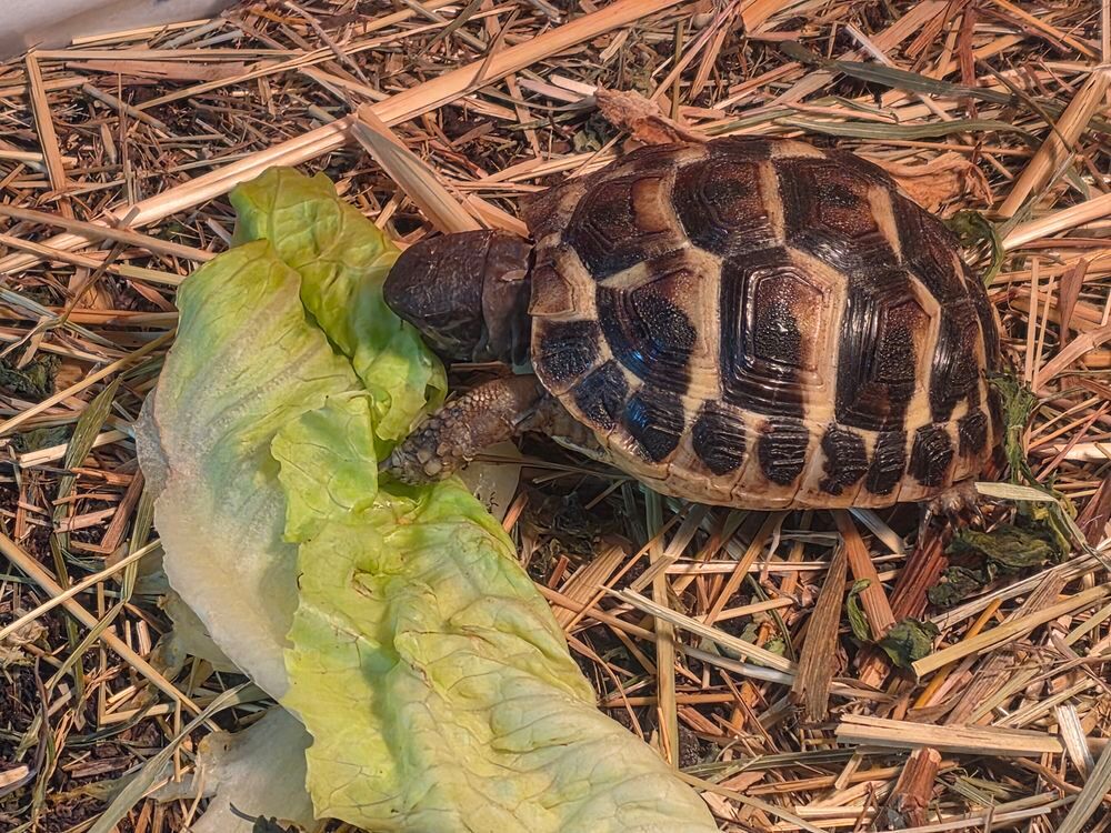   Tortue de terre juvénile 