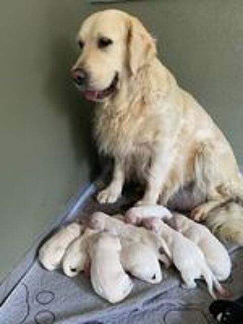   Chiots reste un mâle et une femelle 