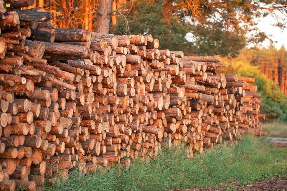 bois de chauffage Jardin