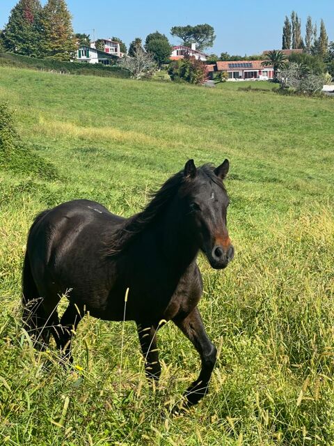 Pouliche Pottok  1300 64200 Arcangues