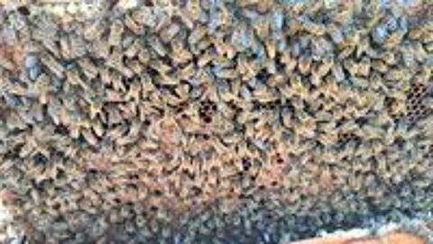   Essaims d'abeilles  