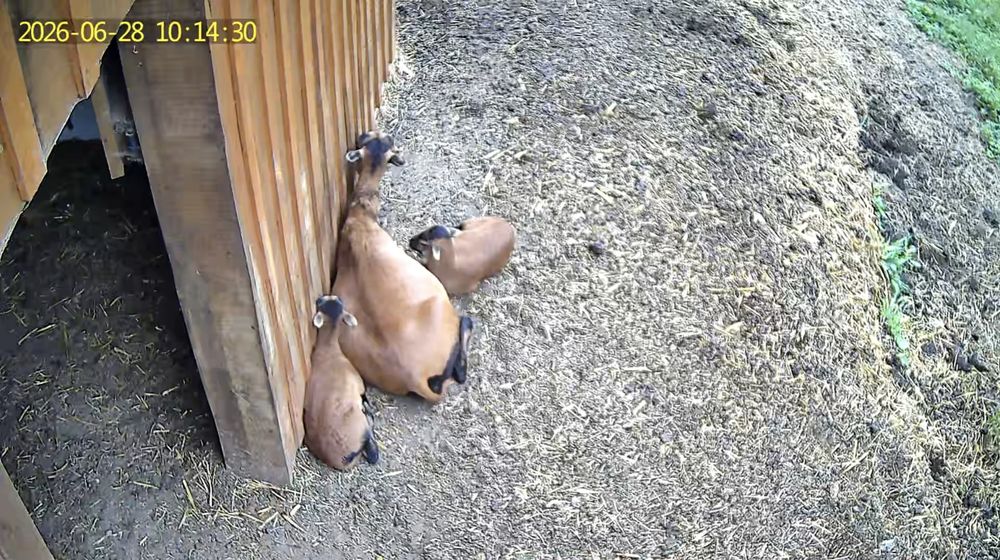   Mouton du Cameroun  