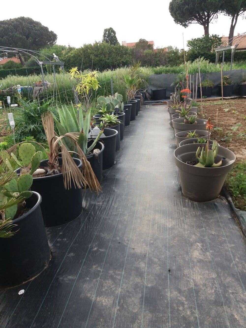 Location Terrain jardin potager BIO Théza