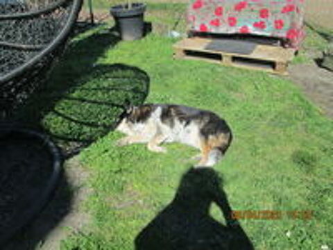   disponible pour garde d animaux  
