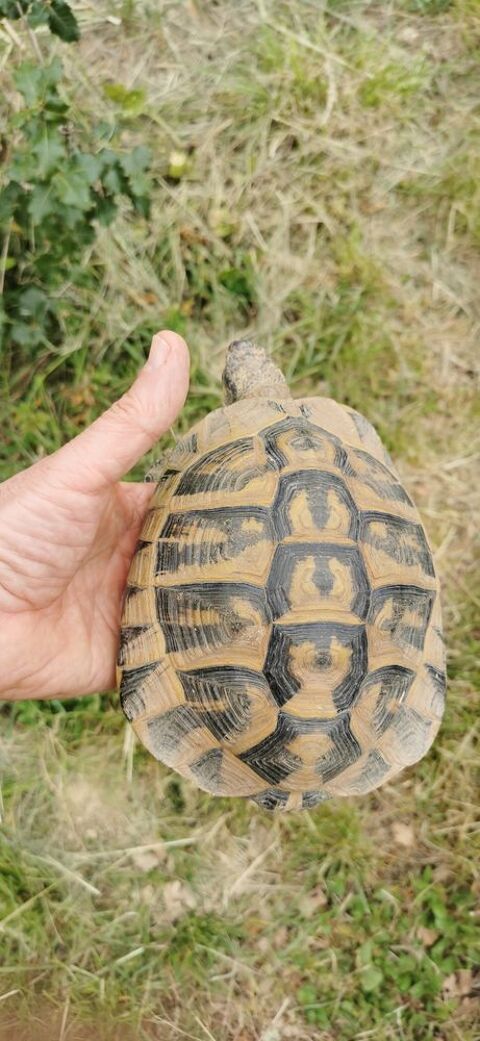 Tortue Hermann mâle  environ 15 ans 280 32190 Vic-fezensac