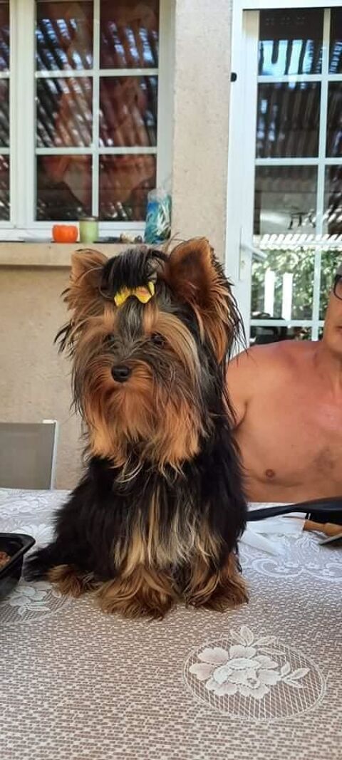 A RESERVER CHIOTS YORSHIRE TOY 1500 49300 Cholet