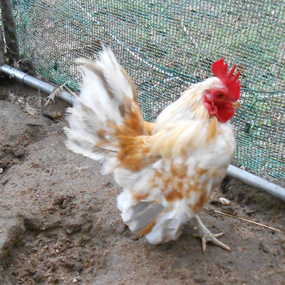    coq sérama malais adulte   