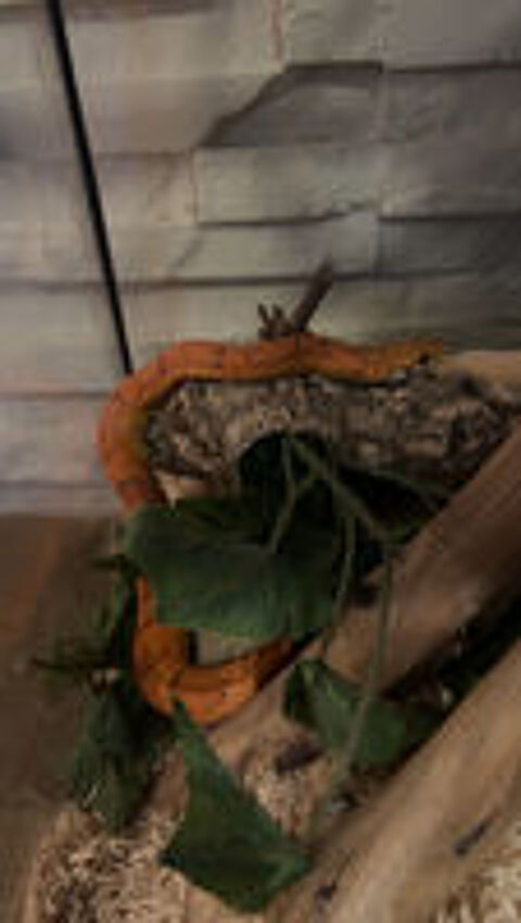   serpent de bls orang  