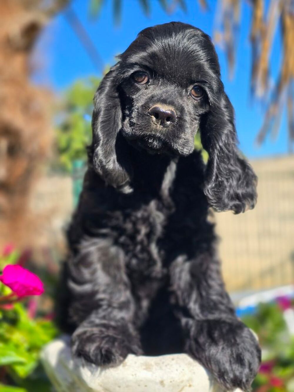   Mâle chiot cocker américain noir  