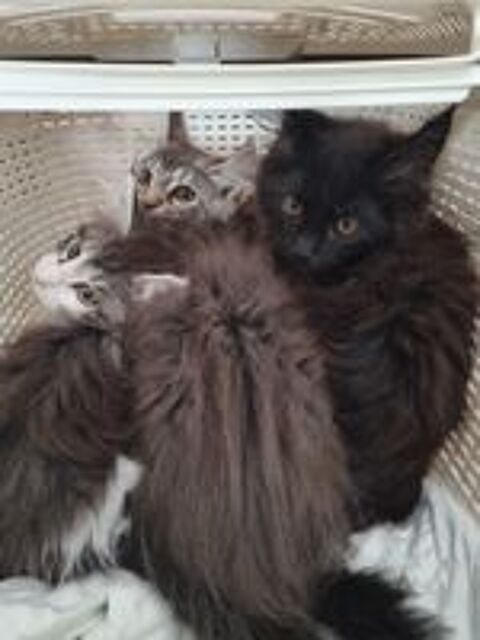   Maine coon 