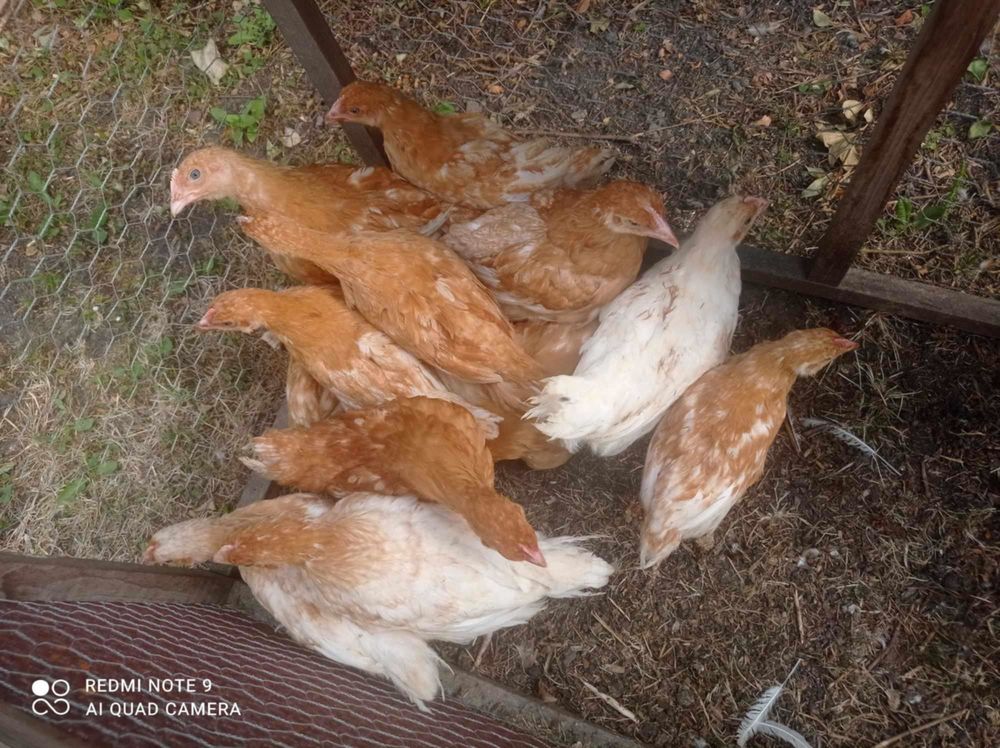   Jeunes poules label roux de 8 semaines  