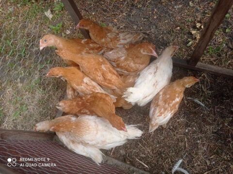 Jeunes poules label roux de 8 semaines 6 62232 Annezin