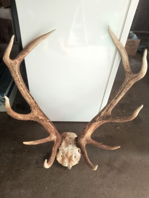 corne de cerf 100 Luzech (46)