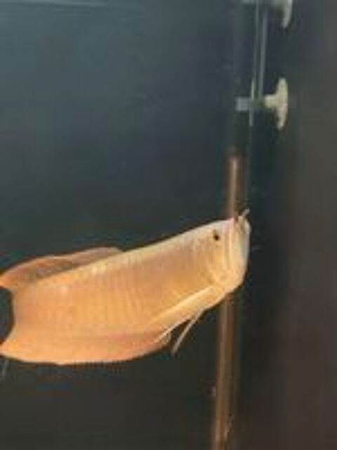   Silver Arowana ? poisson d'aquarium en bonne santé  