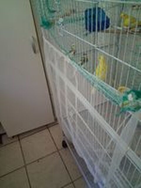   canari 