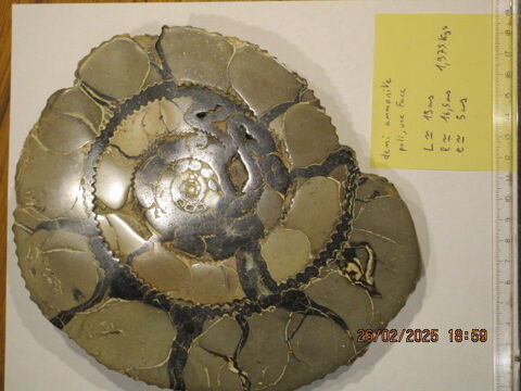 Demi Ammonites de Madagascar Capendu (11)