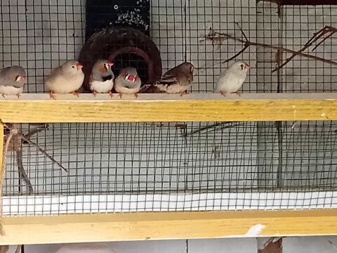 disponible oiseaux 5 Annezin (62)