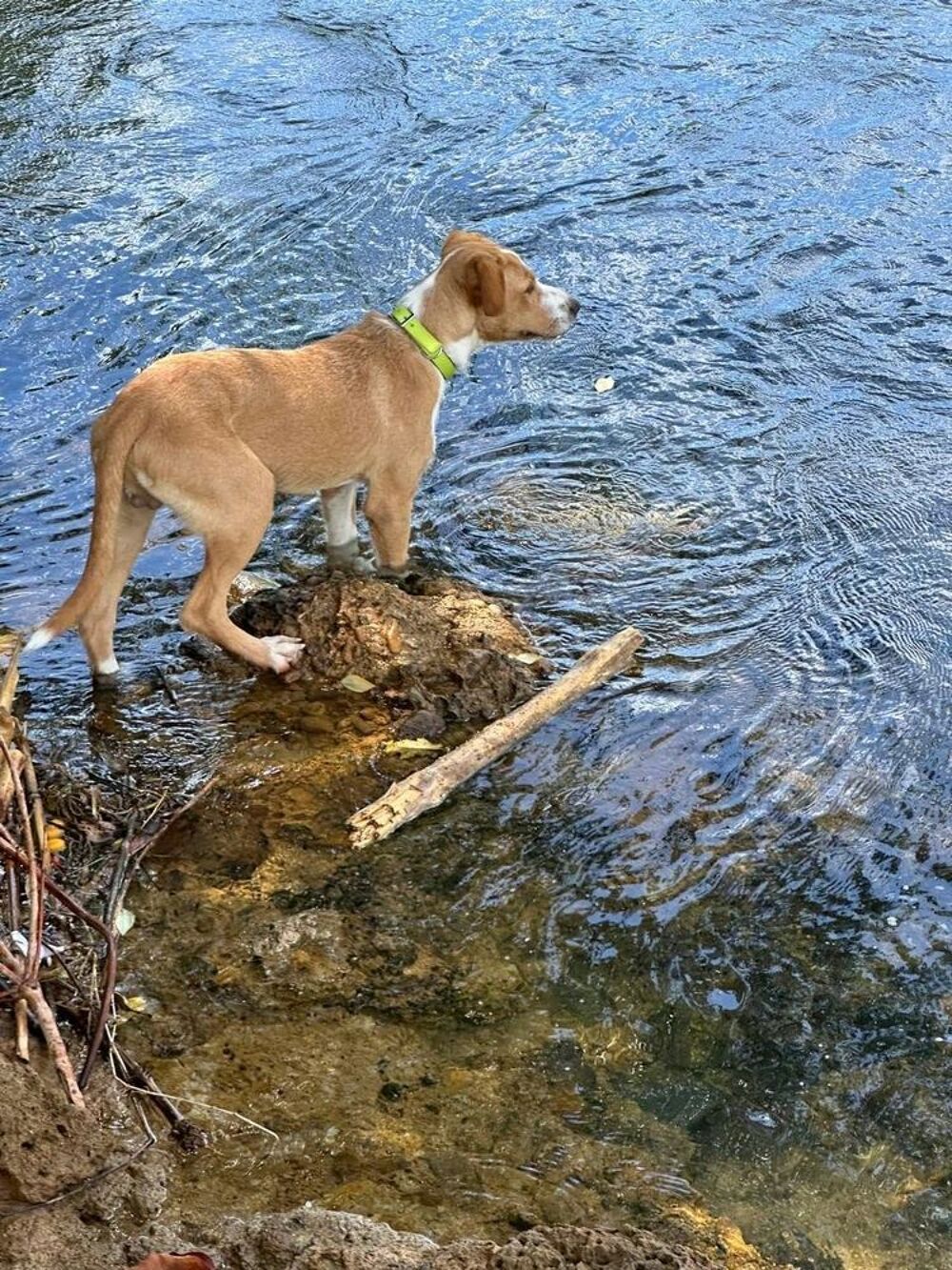   Balto le joyeux créole 