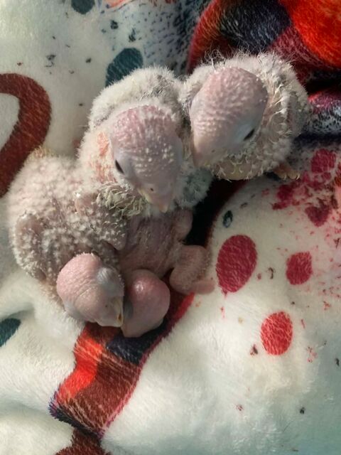 Conures Molinae 180 60700 Pont-sainte-maxence