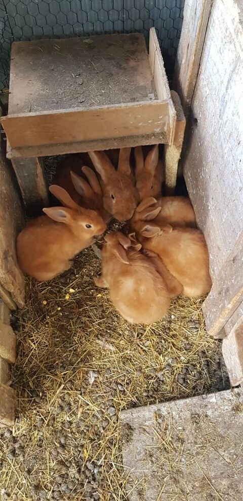 fauve de Bourgogne 15 Iteuil (86)