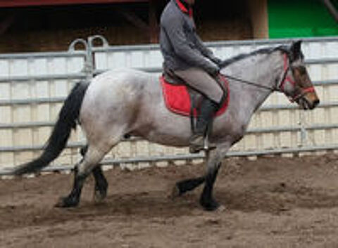   cheval miniature baroque hongre 
