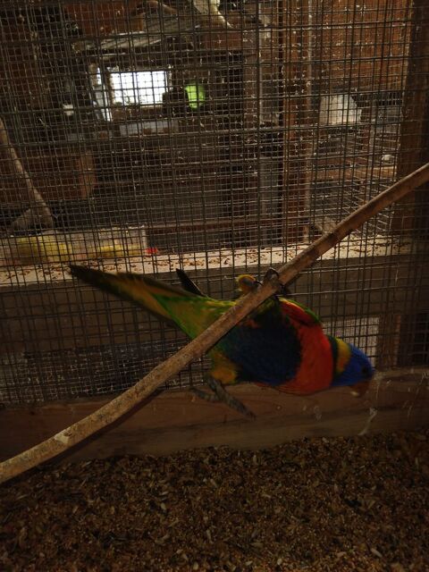 Perruche lorriquet arc en ciel 200 33340 Lesparre-m�doc