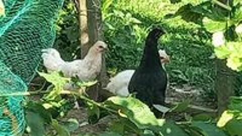   Poussins de 3 mois 