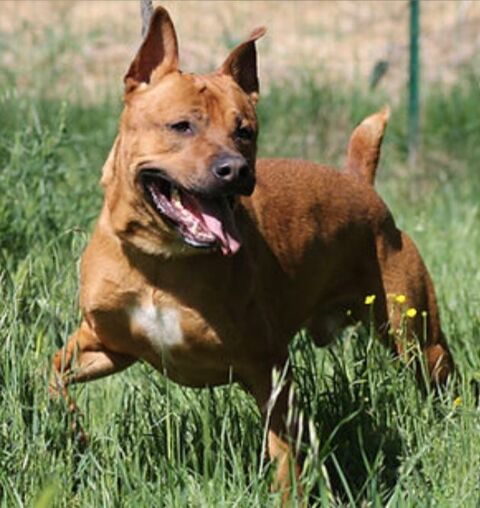 Natsu 230 26700 Pierrelatte