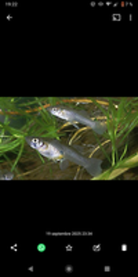   Don de guppy 