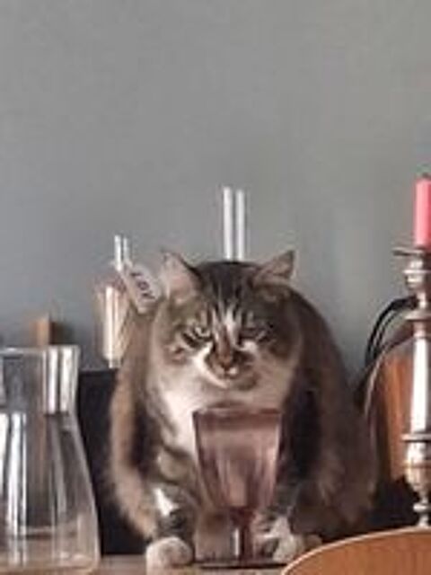   Garde animaux chez moi ou chez vous 