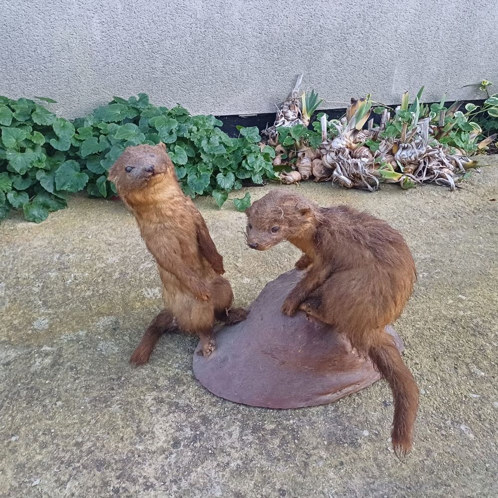 Fuine marthe taxidermie 
A nettoyer 