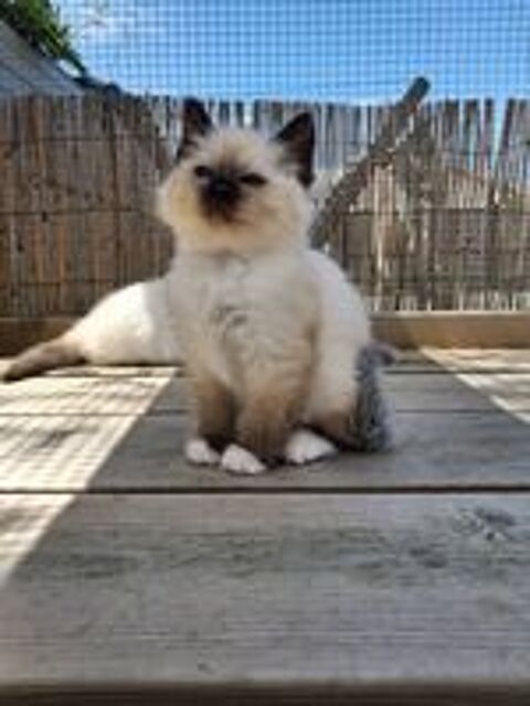   Chaton sacré de Birmanie  