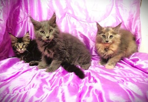 Chatons maine coon Males et femelles 749 07600 Vals-les-bains